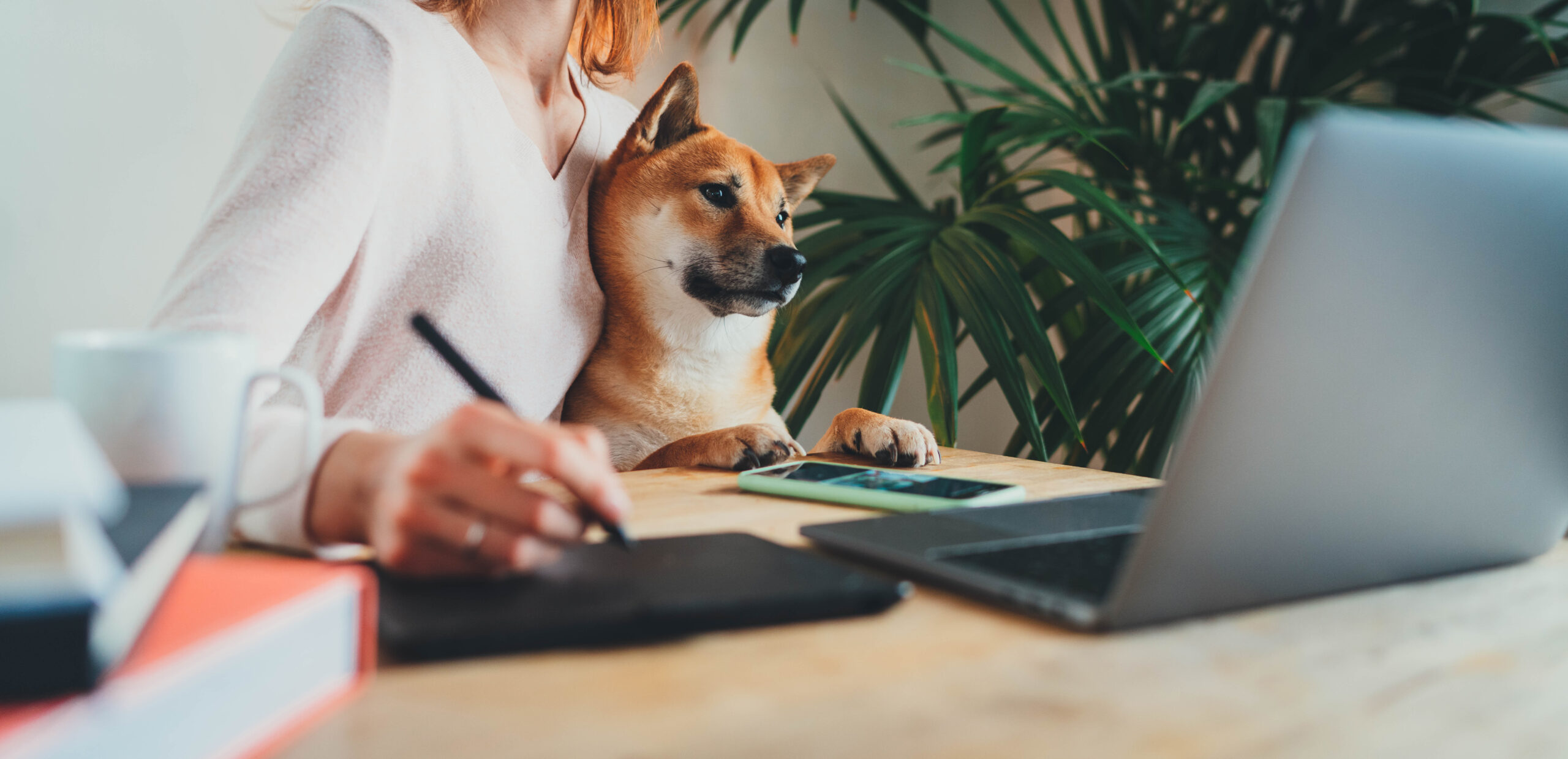 Home Office, Young female freelancer working remotely from home, sitting with her shiba inu dog on arms using laptop computer